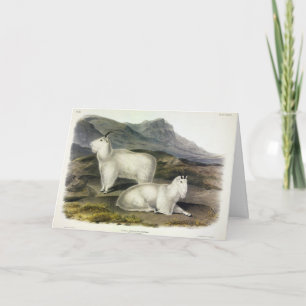 Rocky Mountain Goat (Capra Americana by Audubon Card