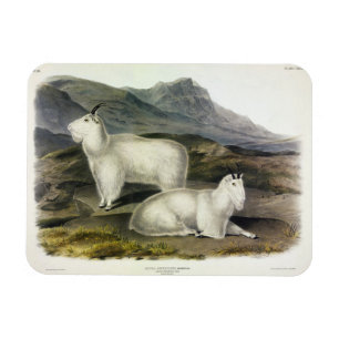 Rocky Mountain Goat (Capra Americana by Audubon Magnet
