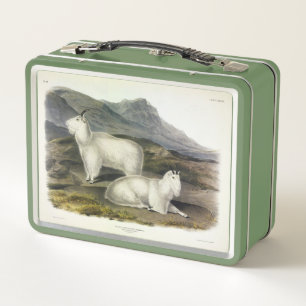 Rocky Mountain Goat (Capra Americana by Audubon Metal Lunch Box
