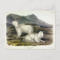 Rocky Mountain Goat (Capra Americana by Audubon
