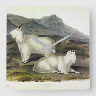 Rocky Mountain Goat (Capra Americana by Audubon Square Wall Clock