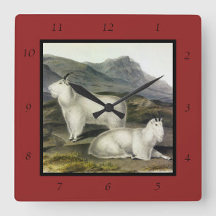 Rocky Mountain Goat (Capra Americana by Audubon Square Wall Clock