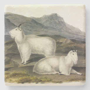 Rocky Mountain Goat (Capra Americana by Audubon Stone Coaster