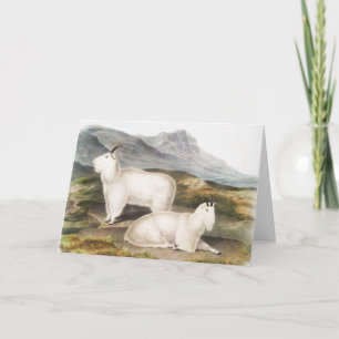 Rocky Mountain Goat (Capra Americana) Illustration Card