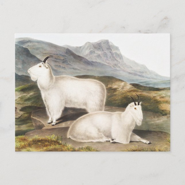 Rocky Mountain Goat (Capra Americana) Illustration Postcard (Front)