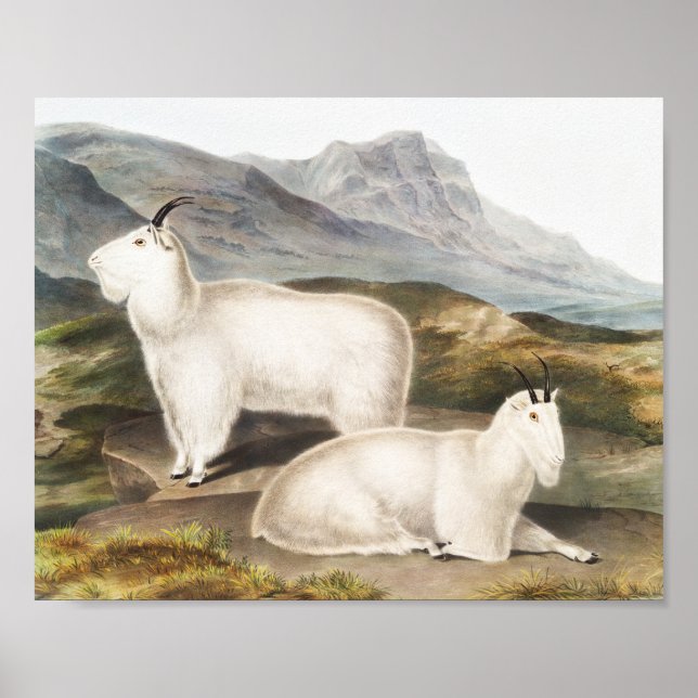 Rocky Mountain Goat (Capra Americana) Illustration Poster (Front)