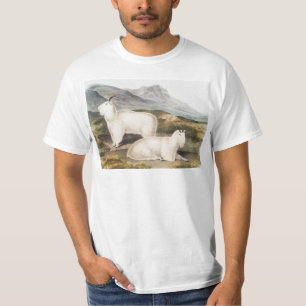 Rocky Mountain Goat (Capra Americana) Illustration T-Shirt