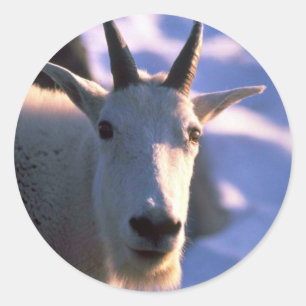 Rocky Mountain Goat Head Classic Round Sticker