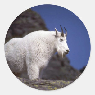 Rocky mountain goat (Large male) Classic Round Sticker