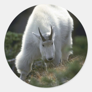 Rocky mountain goat (Large male) Classic Round Sticker