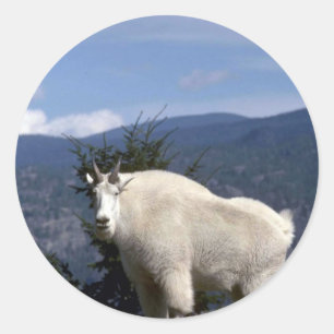 Rocky mountain goat (Large male on crest of mounta Classic Round Sticker