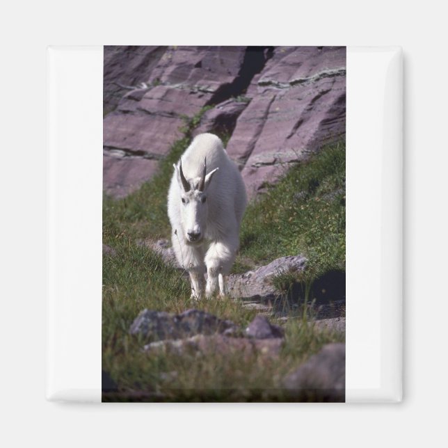 Rocky mountain goat magnet (Front)