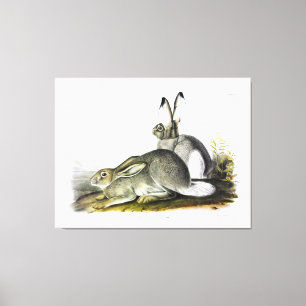 Rocky Mountain Hare or White-tailed Jackrabbit Canvas Print