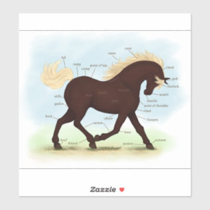 Rocky Mountain Horse Equestrian Anatomy Chart