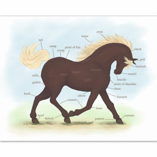 Rocky Mountain Horse Equine Anatomy Chart (Front)