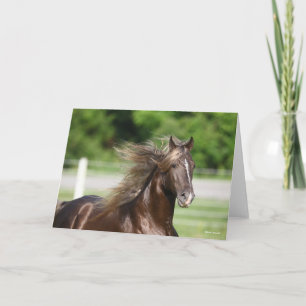 Rocky Mountain Horse Stallion Headshot Card