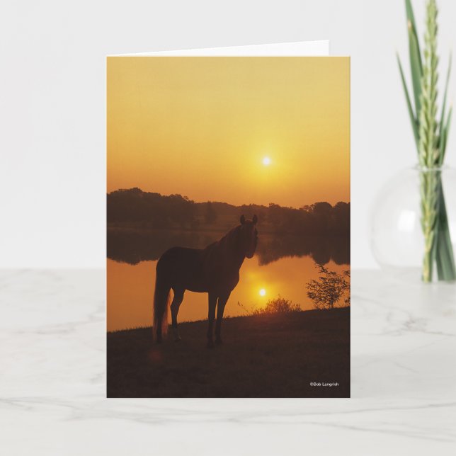 Rocky Mountain Horse Standing in Sunset Card (Front)