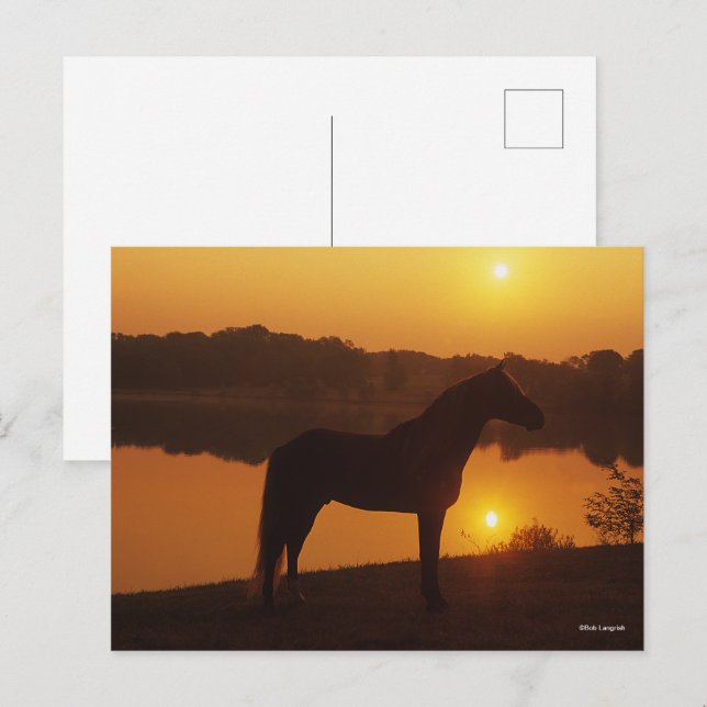 Rocky Mountain Horse Standing In Sunset Postcard (Front/Back)