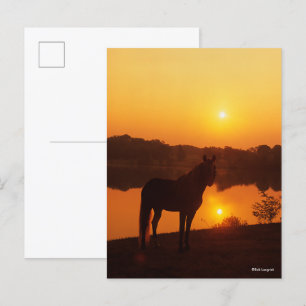 Rocky Mountain Horse Standing in Sunset Postcard