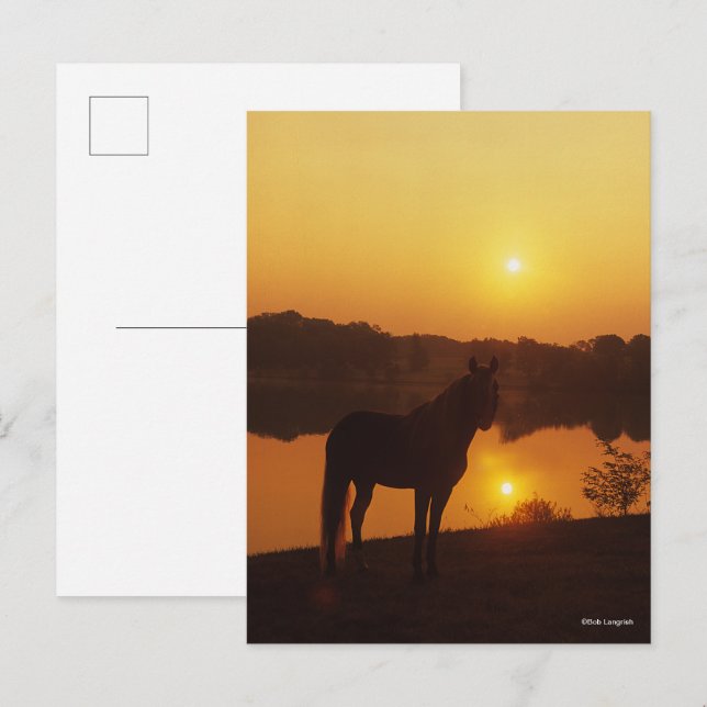 Rocky Mountain Horse Standing in Sunset Postcard (Front/Back)