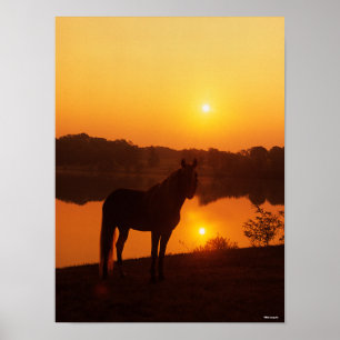 Rocky Mountain Horse Standing in Sunset Poster