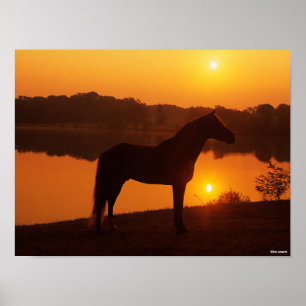 Rocky Mountain Horse Standing In Sunset Poster