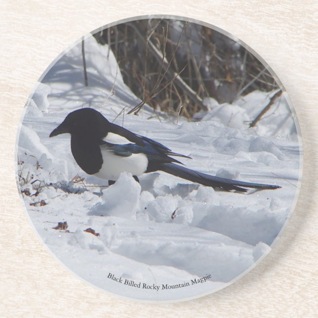 Rocky Mountain Magpie sandstone coaster (Front)