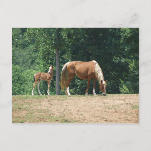 Rocky Mountain mare and colt Postcard