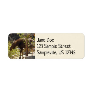 Rocky Mountain Moose Nature Photography