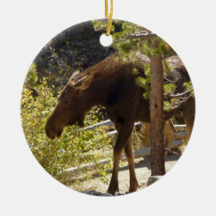 Rocky Mountain Moose Nature Photography Ceramic Tree Decoration