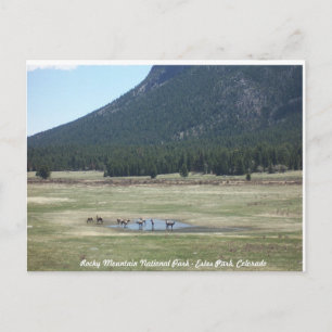 Rocky Mountain National Park in Estes park, CO Postcard
