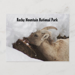 Rocky Mountain National Park Postcard