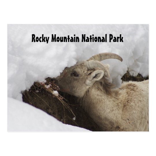 Rocky Mountain National Park Postcard