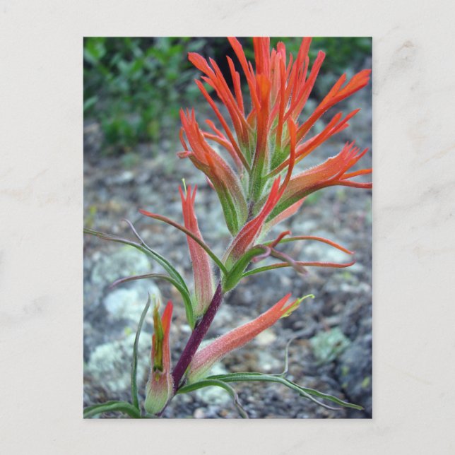 Rocky Mountain Park Postcard (Front)