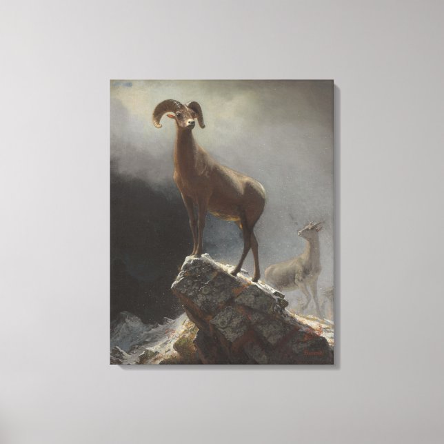 Rocky Mountain Sheep or Big Horn, Ovis, Montana, c Canvas Print (Front)