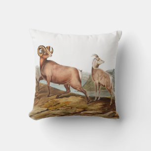 Rocky Mountain Sheep (Ovis montana) Illustration Cushion
