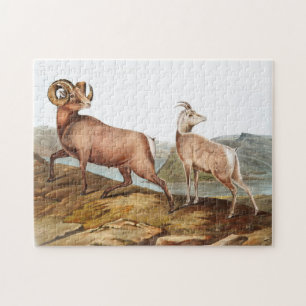 Rocky Mountain Sheep (Ovis montana) Illustration Jigsaw Puzzle