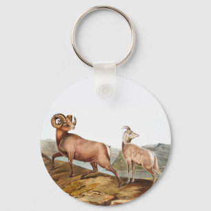 Rocky Mountain Sheep (Ovis montana) Illustration Key Ring