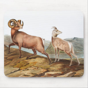 Rocky Mountain Sheep (Ovis montana) Illustration Mouse Mat