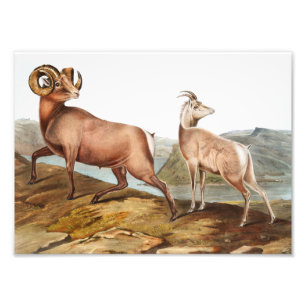 Rocky Mountain Sheep (Ovis montana) Illustration Photo Print