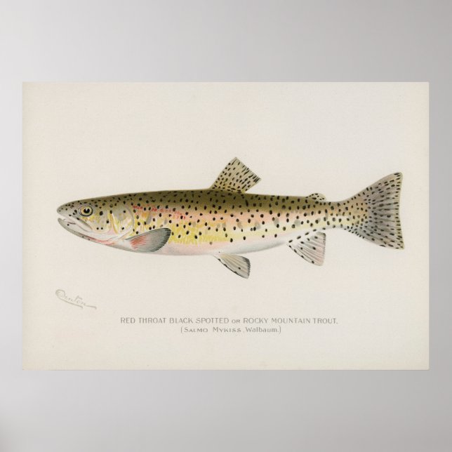 Rocky Mountain trout  fish vintage art Poster (Front)