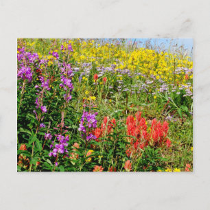 Rocky Mountain Wildflowers Postcard