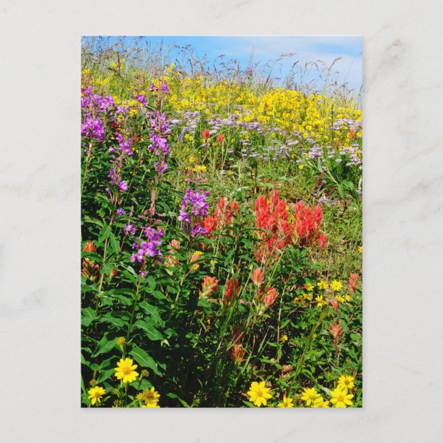 Rocky Mountain Wildflowers Postcard (Front)
