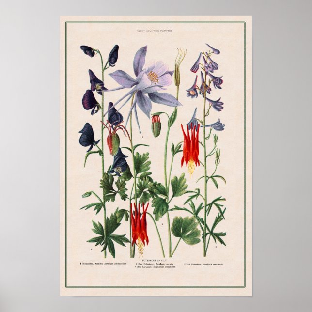 Rocky Mountain Wildflowers Poster (Front)
