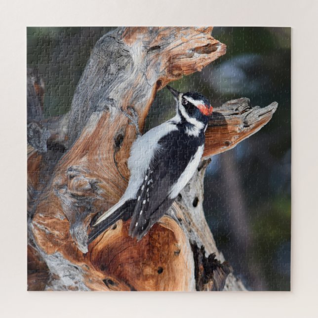 Rocky Mountain Woodpecker - RMNP - 20x20 - 676 pc Jigsaw Puzzle (Vertical)