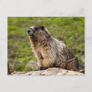 Rocky Mountains Murmeltier  Postcard