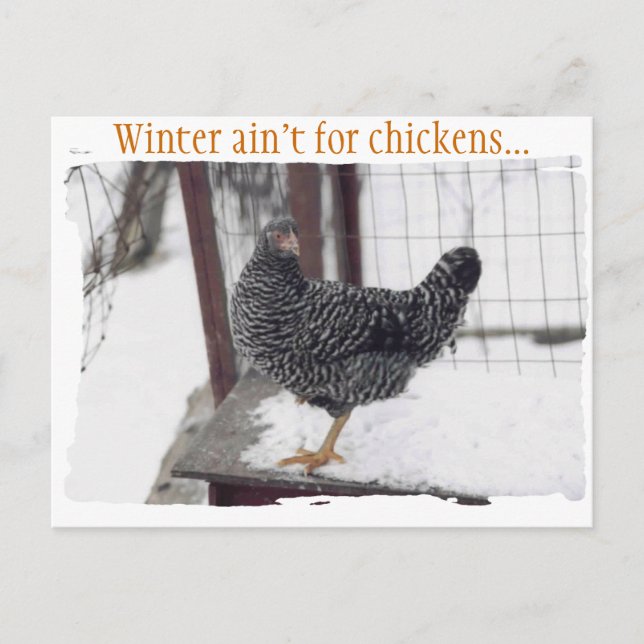 Rocky postcard (Front)