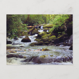 Rocky Rushing Stream - Great Smoky Mountains Postcard
