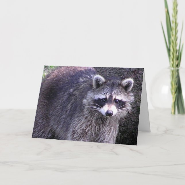 Rocky the Racoon Card (Front)