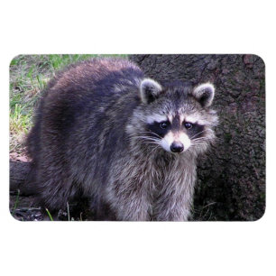 Rocky the Racoon Magnet